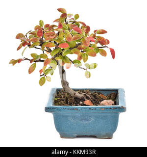 Small bonsai Cotoneaster integerrimus in blue ceramic pot isolated on white background. Bonsai with autumn leaves. Copy space Stock Photo