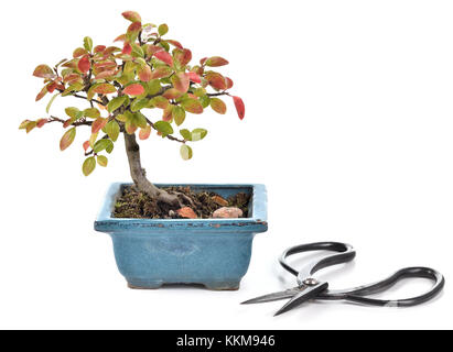 Small bonsai Cotoneaster integerrimus in blue ceramic pot and bonsai scissors isolated on white background. Bonsai with autumn leaves. Copy space Stock Photo