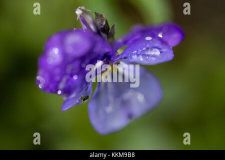 Pansies, close-up, viola Stock Photo