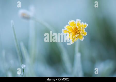 Meadow Buttercup flower (Ranunculus acris) covered in frost. Cahir, Tipperary, ireland. Stock Photo
