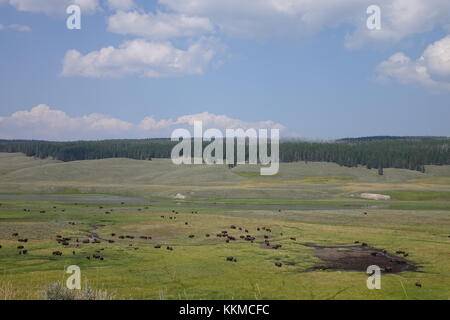 Bison in Yellowstone National Park Stock Photo