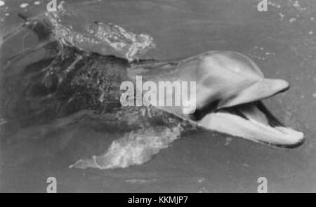 Flipper (1964) is a television series that became popular in the 1960s ...