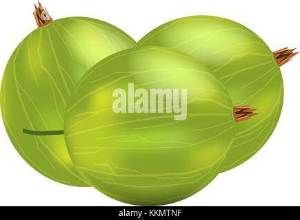 Three realistic 3d amla or Indian gooseberry mockup. Isolated on white background. Stock Vector