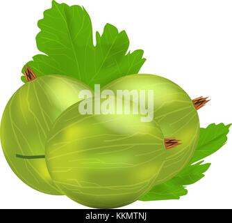 Three realistic 3d amla or Indian gooseberry mockup with green leaf. Isolated on white background. Stock Vector
