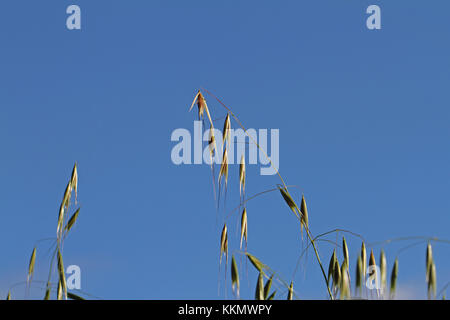 Wild oats Latin name avena sterilis or sativa or fatua in Italy in springtime Stock Photo