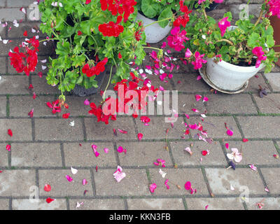 Flowers in pots on footpath and petals fallen down after rain Stock Photo