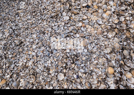 Thousands of small seashells washed up on the beach. Stock Photo