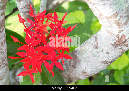 Red Rubiaceae flower,Ixora coccinea is a species of flowering plant in the Rubiaceae family. It is a common flowering shrub native to Southern India a Stock Photo