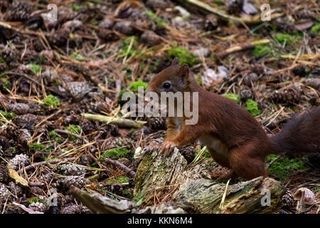 A Red Squirrel at the Red Squirrel Reserve, Formby, Merseyside, UK Stock Photo
