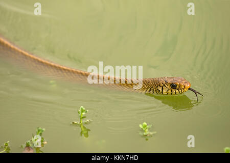 Oriental Rat Snake (Ptyas mucosa) Stock Photo