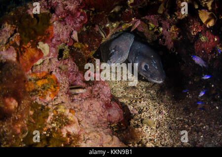 European Conger, Conger conger, Congridae; Mediterrean Moray, Muraena helena, Muraenidae, Tor Paterno marine protected area, Italy, Mediterranean Sea Stock Photo