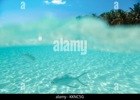 Maledives, underwater life, fishes swimming in the water a front of a island and blue sky Stock Photo