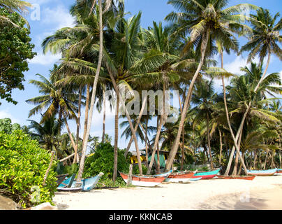 Brightly coloured fishing canoes under coconut palm trees of tropical sandy beach, Mirissa, Sri Lanka Stock Photo