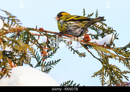 siskin sits on a snowy branch in winter Stock Photo
