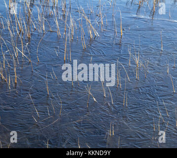 Grass in a frozen pond Stock Photo