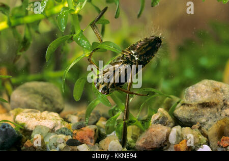 Gemeiner Rückenschwimmer, Rückenschwimmer, Notonecta glauca, common backswimmer, backswimmer, notonectid, notonectids, La Notonecte glauque Stock Photo