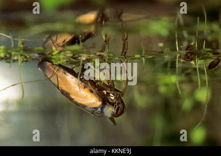 Gemeiner Rückenschwimmer, Rückenschwimmer, Notonecta glauca, common backswimmer, backswimmer, notonectid, notonectids, La Notonecte glauque Stock Photo