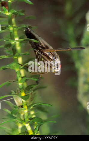 Gemeiner Rückenschwimmer, Rückenschwimmer, Notonecta glauca, common backswimmer, backswimmer, notonectid, notonectids, La Notonecte glauque Stock Photo