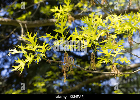 Sumpf-Eiche, Sumpfeiche, Spree-Eiche, Boulevard-Eiche, Nagel-Eiche, Eiche, Quercus palustris, pin oak, swamp Spanish oak, Le Chêne des marais, Chêne à Stock Photo