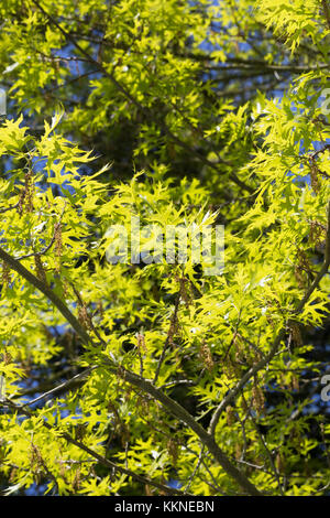 Sumpf-Eiche, Sumpfeiche, Spree-Eiche, Boulevard-Eiche, Nagel-Eiche, Eiche, Quercus palustris, pin oak, swamp Spanish oak, Le Chêne des marais, Chêne à Stock Photo