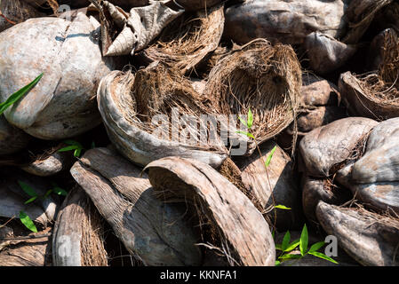 Dried coconut shell hi-res stock photography and images - Alamy