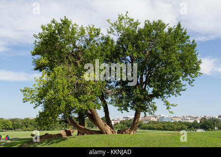 The White Mulberry tree which sits just SW of the Washington Monument, National Mall, Washington DC, United States. Stock Photo