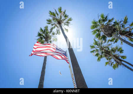Palm trees in backlight, Los Angeles, California, USA Stock Photo
