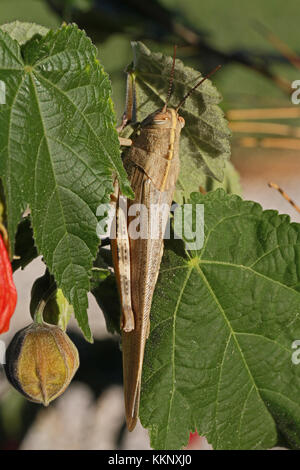 Egyptian or giant grasshopper on an abutilon plant extremely close up Latin name aegyptium anacridium with close up stripy eye in Italy Stock Photo