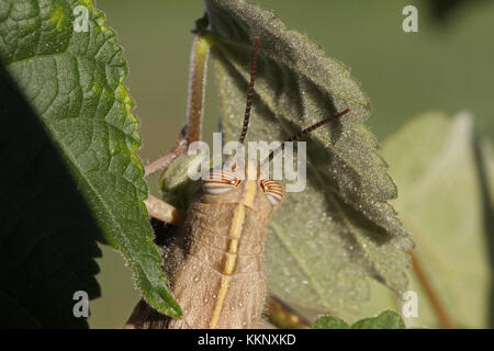 Egyptian or giant grasshopper on an abutilon plant extremely close up Latin name aegyptium anacridium with close up stripy eye in Italy Stock Photo