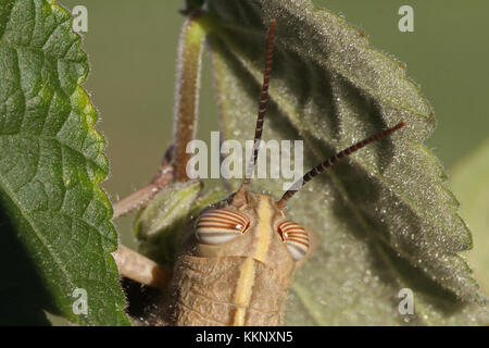 Egyptian or giant grasshopper on an abutilon plant extremely close up Latin name aegyptium anacridium with close up stripy eye in Italy Stock Photo