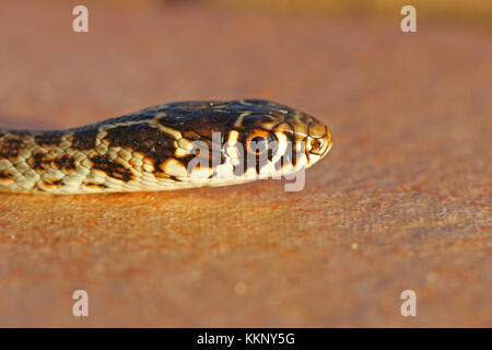 Green or Western whipsnake or whip snake close up in Italy Latin name hierophis or coluber viridiflavus Stock Photo