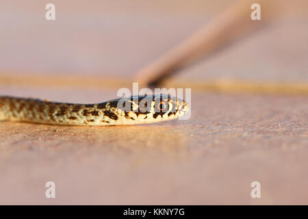 Green or Western whipsnake or whip snake close up in Italy Latin name hierophis or coluber viridiflavus Stock Photo