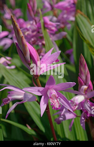 Hyacinth orchid (Bletilla striata). Called Chinese ground orchid also Stock Photo