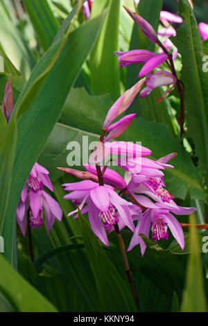 Hyacinth orchid (Bletilla striata). Called Chinese ground orchid also Stock Photo