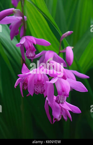 Hyacinth orchid (Bletilla striata). Called Chinese ground orchid also Stock Photo