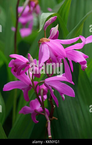 Hyacinth orchid (Bletilla striata). Called Chinese ground orchid also Stock Photo