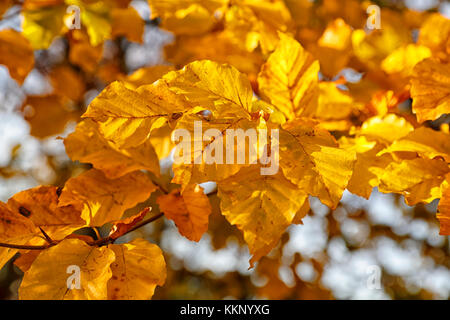 Copper coloured Beech tree leaves (Fagus sylvatica) in Autumn Stock Photo