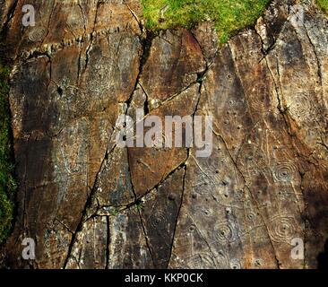 Prehistoric cup and ring mark carved stone rock art outcrop at Achnabreck, Kilmartin Valley, Argyll, west Scotland, UK Stock Photo