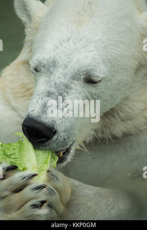 Close-up of polar bear face while eating lettuce Stock Photo