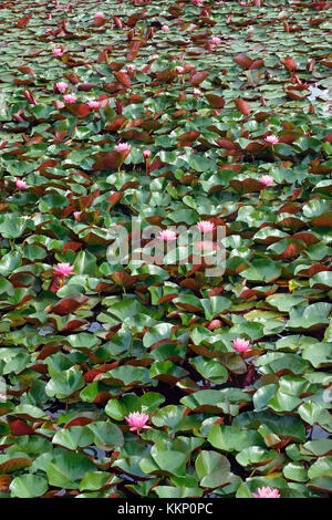 Americal white waterlily (Nymphaeae odorata). Called Fragrant water-lily, Beaver root, Sweet-scented white water lily also Stock Photo