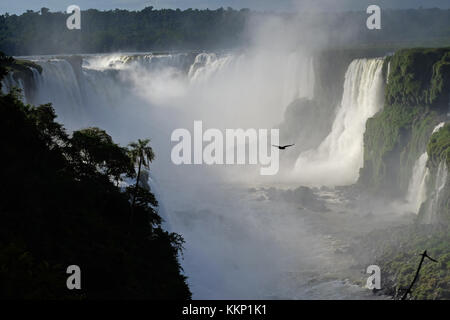 Bird flying in the Devil's Throat, Iguassu Falls Brazil