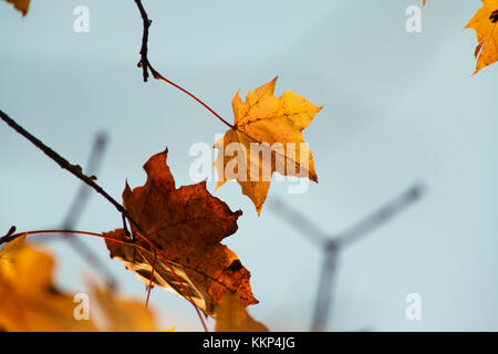 October autumn maple leaves against the sky. Stock Photo