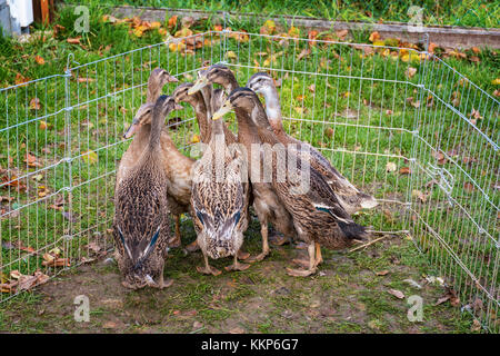 Flock of young Indian runner ducks in outdoor duck pen Stock Photo