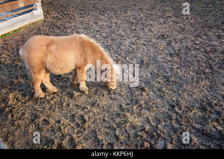 Young brown Shetland pony eating hay grass in round pen Stock Photo