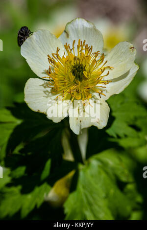 An American globeflower flower blooms at the Yellowstone National Park July 1, 2017 in Wyoming.  (photo by Jacob W. Frank via Planetpix) Stock Photo