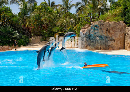 Dolphin show in the dolphinarium of the Loro Parque in Puerto de la Cruz, Tenerife, Canary Islands, Spain
