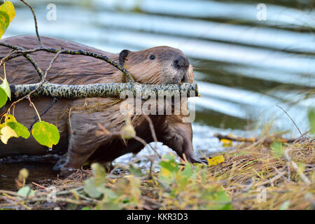 An adult beaver 'Castor canadensis', coming out of the water carring an aspen tree branch that he will feed on near the edge of his pond at the beaver Stock Photo