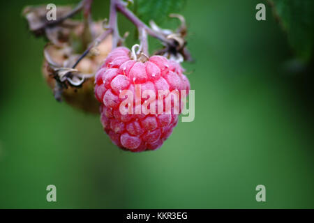 Close-up of a bulging and ripe red raspberry hanging on a raspberry shrub. Stock Photo