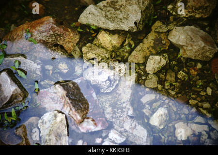 Tadpoles swimming and hiding in the sludge and on the edge of a pond. Stock Photo