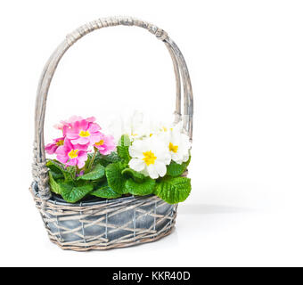 Flower box with primroses and ribbon Stock Photo